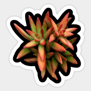 Sedum Fire Storm Sticker